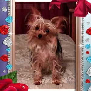 Meet your Posher, Donna